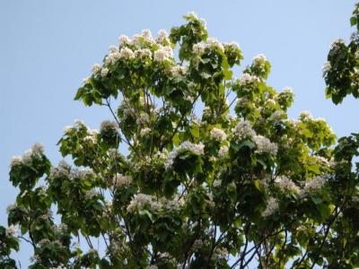 楸樹(shù)什么時(shí)候開(kāi)花？