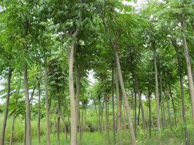 黃山欒樹為什么會出現滴油的情況？