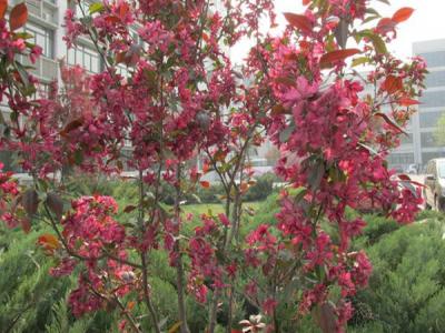 紅寶石海棠什么時候開花，什么時候結果?