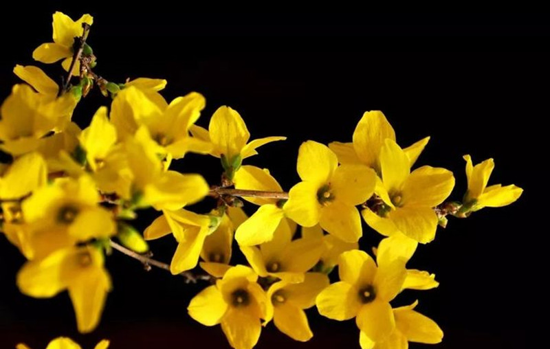 迎春花和連翹花有什么區(qū)別？